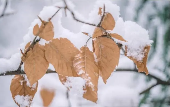 科美滋||今年小雪让科美滋家具温暖您的心